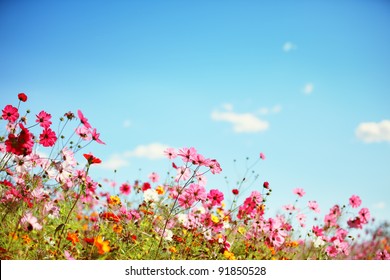Daisy flower against blue sky,Shallow Dof.