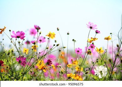 Daisy flower against blue sky,Shallow Dof.