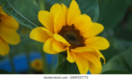 Daisy Flower: Beautiful in Yellow  Petals