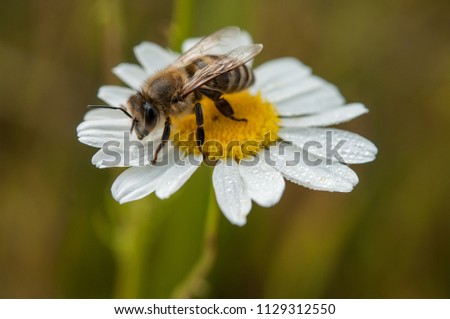 Similar – Image, Stock Photo Bee Nature Plant Animal