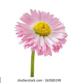 Daisy Flower (Bellis Perennial), Isolated On White