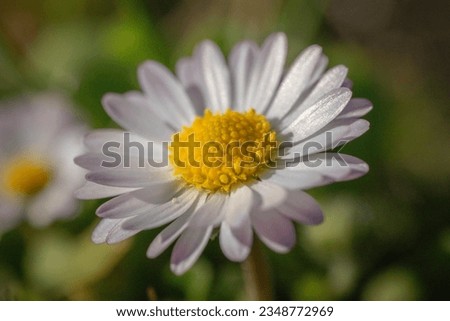 Daisy flower blooming closeup, flower photo.