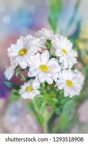 Daisy Flower Boquet On Fresh Blue And Pink Background