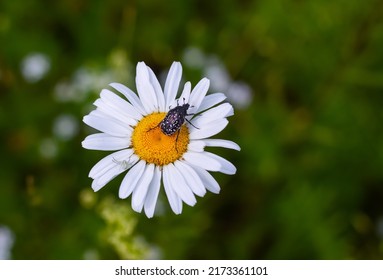 Daisy Flower With Bug And White Spider On Green Background