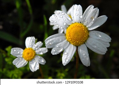 A daisy flower closeup after a rain. Beautiful drawing in a flower of a camomile. Flora and Fauna of Marmaris Mugla. Aegean and Mediterranean region.