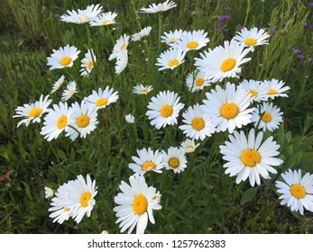 4,691 Daisy cluster Images, Stock Photos & Vectors | Shutterstock