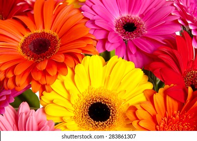 Daisy Flower Gerbera Bouquet Isolated