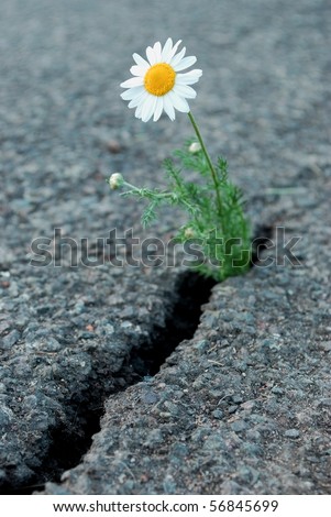 Similar – Mauerblümchen Farbfoto