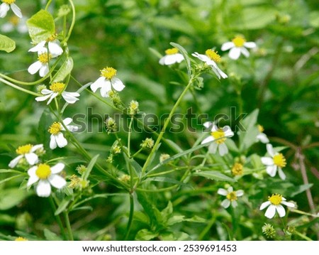 daisy flower  grreen leaf background