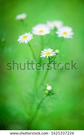 Multicolored Flowers Daisy