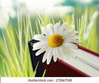 Daisy Flower On Book