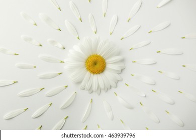 Daisy flower with petals on white background