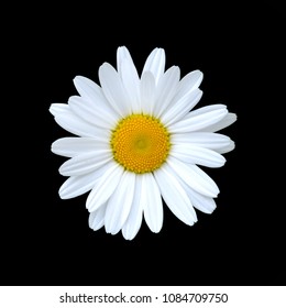 Daisy flower, single, isolated on black  background - Shutterstock ID 1084709750