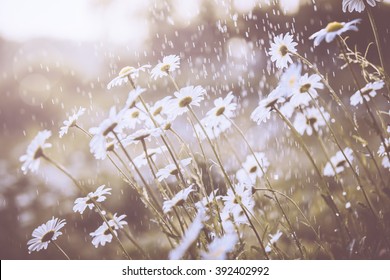 Daisy Flower In Spring Rain,nature Background.