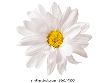 Daisy Flower White Yellow Daisies Blossom Floral Flowers Isolated