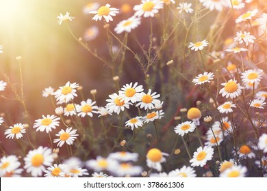 Daisy Flower - Wild Chamomile