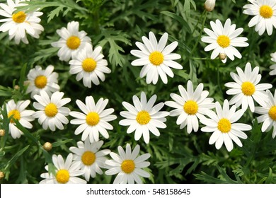 Download Daisy Flower Images Stock Photos Vectors Shutterstock