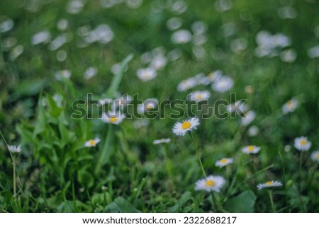 Daisy flowers with bubble bokeh