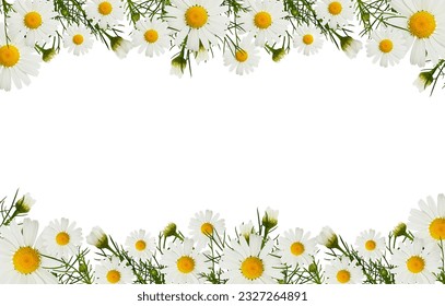 Daisy flowers and buds in a border arrangements isolated on white background - Powered by Shutterstock