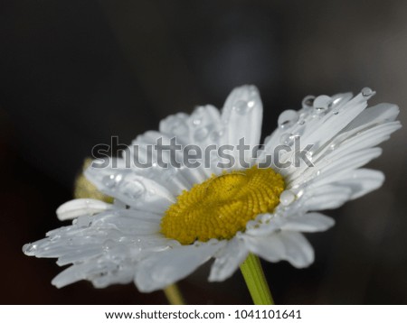 Similar – Image, Stock Photo silent Garden Nature Plant