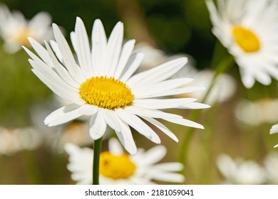 Daisy Flowers Growing Field Botanical Garden Stock Photo 2181059041 ...