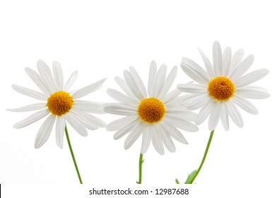 Daisy Vector Illustration Hand Drawn Painted Stock Vector (Royalty Free ...