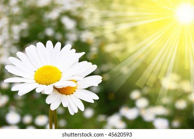 daisy flowers on a sunny summer field