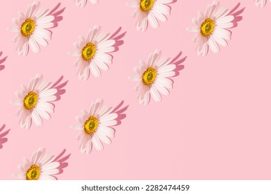 Daisy flowers, romantic floral pattern with creative copy space, pastel pink background.  - Shutterstock ID 2282474459
