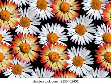 daisy flowers seamless patter for print