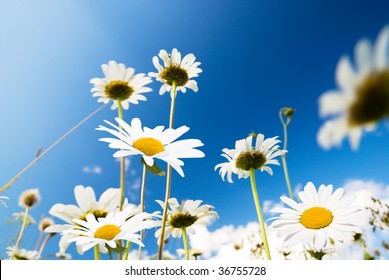 daisy flowers and summer blue sky – Ảnh có sẵn