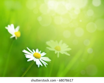 Daisy Flowers In Sunny Meadow. Spring Theme.