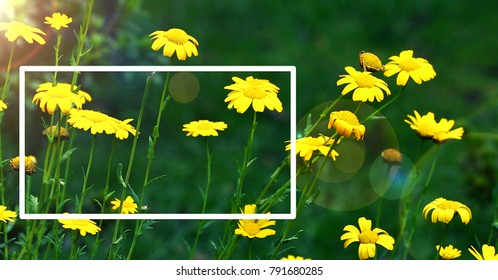 Daisy Flowers At Sunrise, Photo Frame