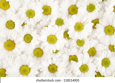 daisy flowers texture.close up of daisy flowers