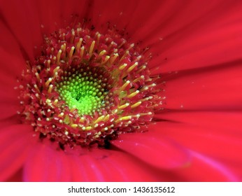 Gerbera Ruby Red Flower Images, Stock Photos & Vectors  Shutterstock