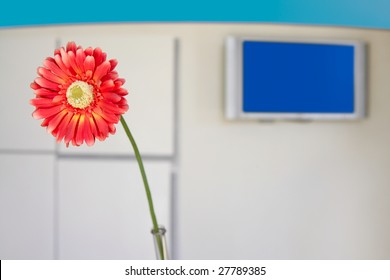 Daisy Gerbera Flower Detail With Blue Tv Screen In Background