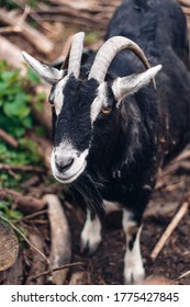 Daisy The Goat In Farm Animal Sanctuary