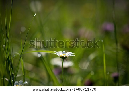 Similar – little flower Environment