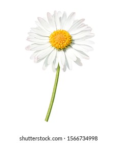 Daisy With Green Stem, Isolated