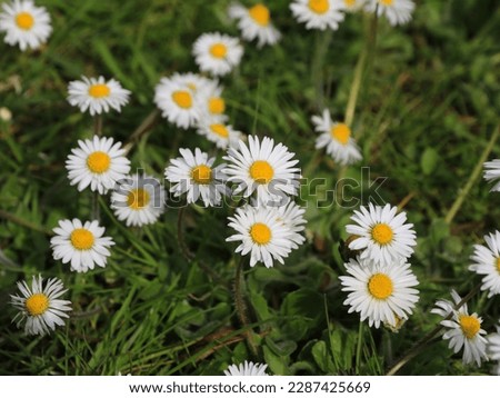Daisy growing on a meadow