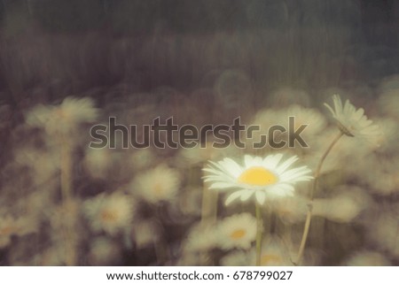 Similar – summer meadow Colour photo