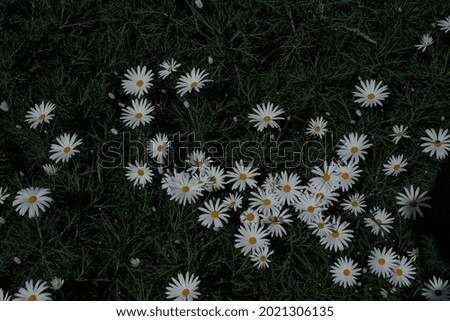 Similar – Image, Stock Photo Don’t kick us. Flower