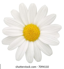Daisy - Isolated On White