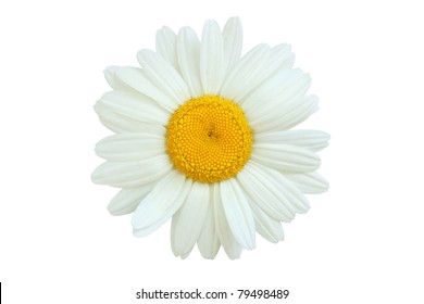 Daisy Isolated  On White