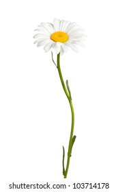 Daisy Isolated On White Background