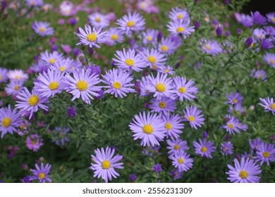 Daisy like violet flowers of Michaelmas daisies in October - Powered by Shutterstock