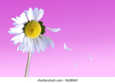 Daisy Love Me Love Me Not Concept With Falling Petals