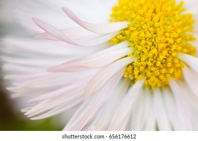 Daisy, macro.