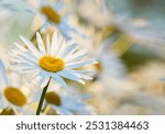 Daisy - Marguerite. Garden photos - the beautiful Daisy - Marguerite.