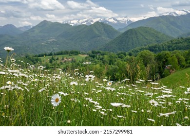 Daisy Meadow In The Pyrenees Mountains