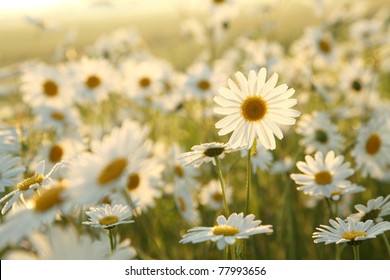 Daisy in a meadow rich in flowers at dawn. - Powered by Shutterstock